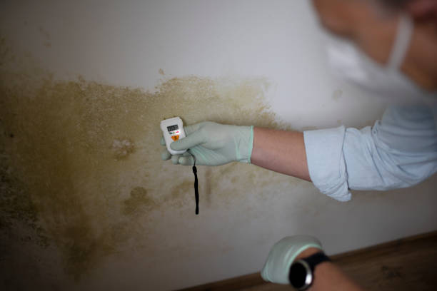 Sanger, CA Mold Removal Company
