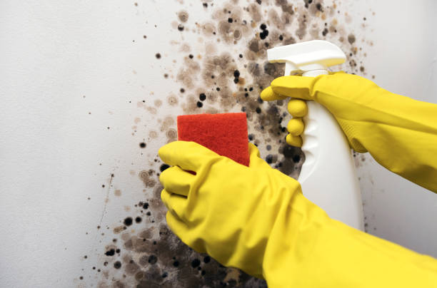 Best Residential Mold Removal  in Sanger, CA