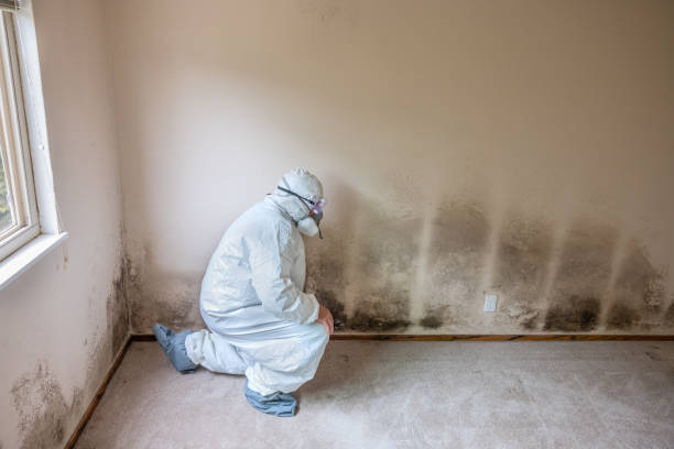 Best Commercial Mold Removal  in Sanger, CA