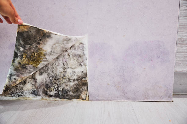 Best Certified Mold Removal  in Sanger, CA